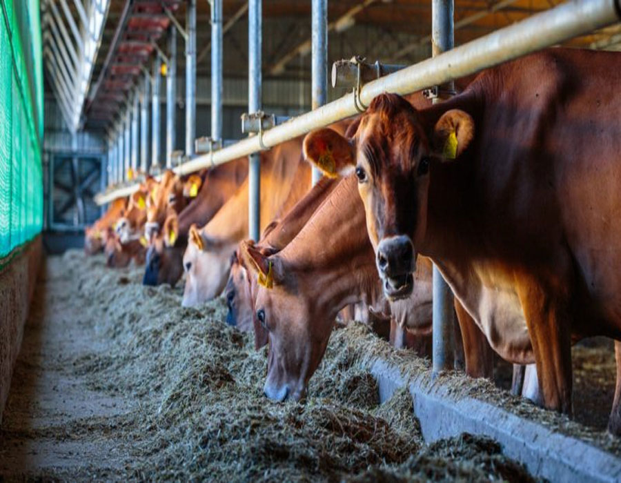 Animal farming to blame for antibiotic Apocalypse
