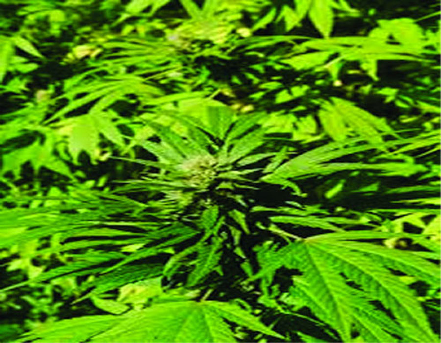 Legalise cannabis