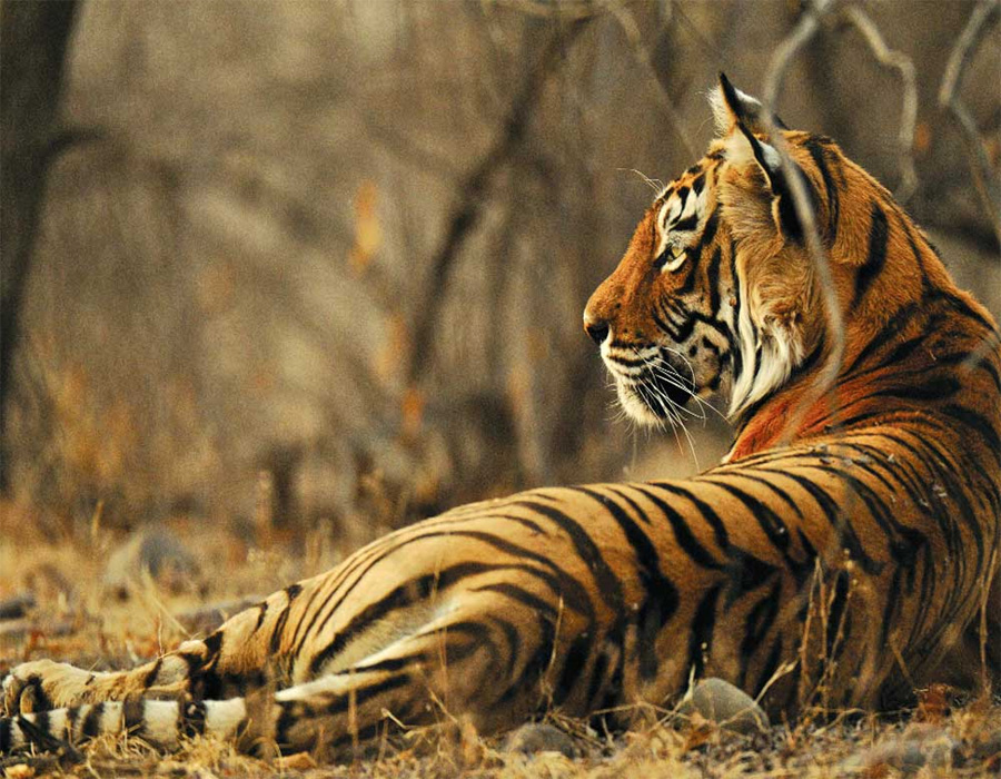 A tiger reserve in need of help