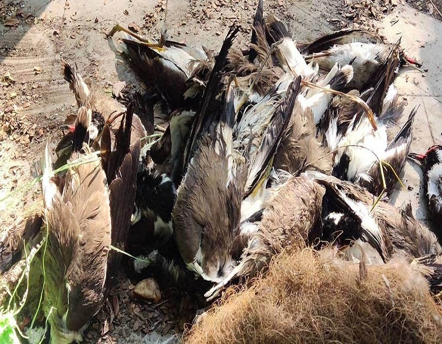 Bird Flu in Raj: 140 more crows found dead