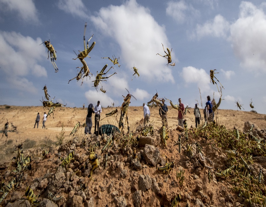 More desert locust swarms to hit Ethiopia, Kenya: FAO