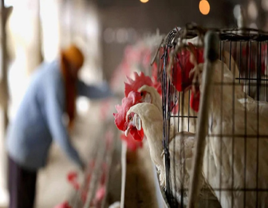 Bird flu to hit Jan sales, unlikely to cull poultry profitability this fiscal: Crisil