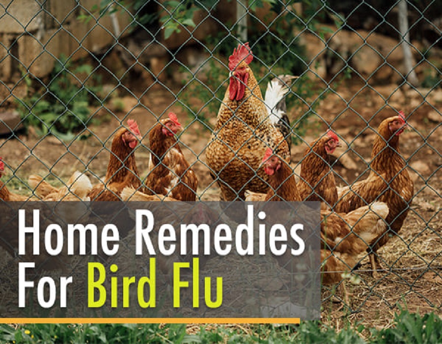 Natural and ayurvedic tips to prevent bird flu