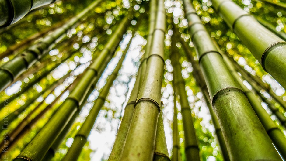 Bamboo solution to tackle climate crisis: Expert at COP26