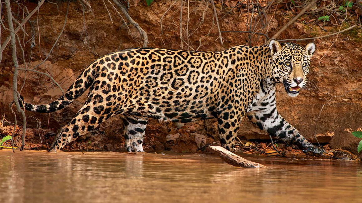 Driven to extinction, scientists favour reintroduction of jaguars