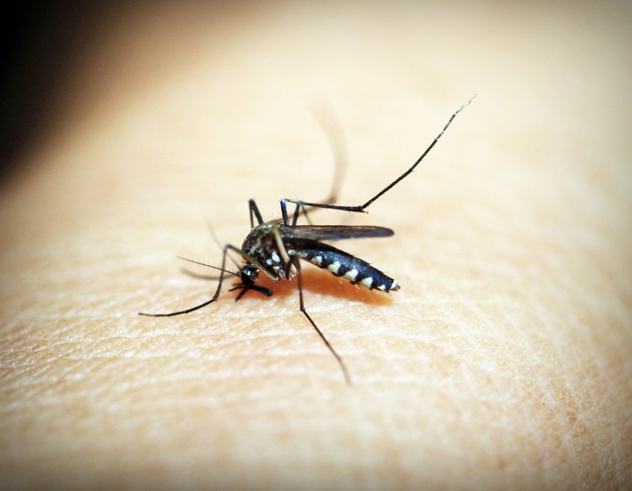 Gurugram increases screening at border to curb dengue-malaria cases