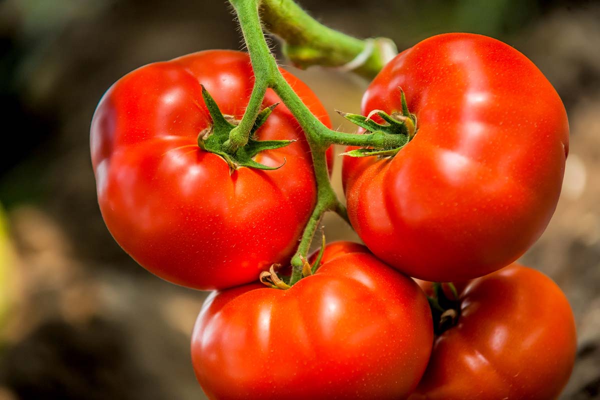 THE TOMATO BOTCHUP – CAN WE AFFORD IT?