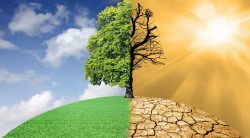 Beyond Targets: Rethinking Sectoral Pathways in India’s Climate Strategy