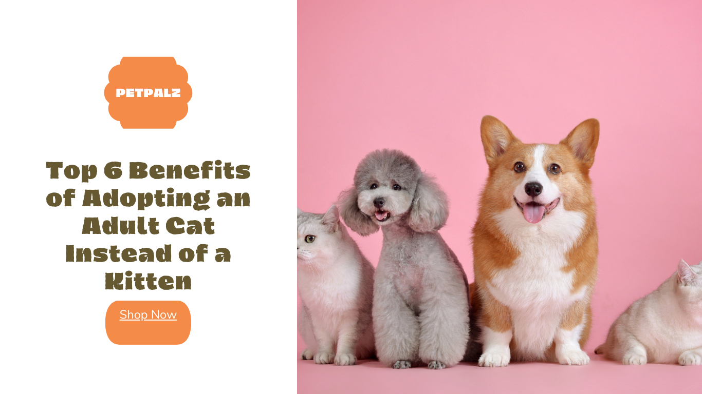 Top 6 Benefits of Adopting an Adult Cat Instead of a Kitten